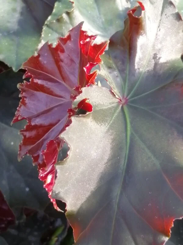 Begonia Flo Belle Moseley, foto 3
