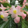 Begonia 'Folia Love', pianta da interno