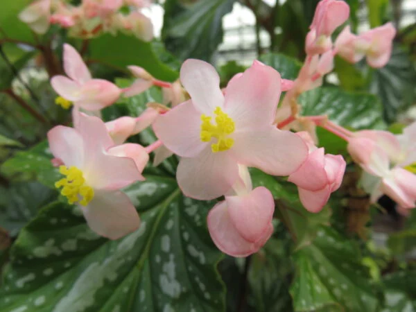 Begonia 'Folia Love', pianta da interno