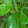 Begonia foliosa var. amplifolia, pianta da interno