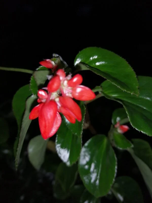 Begonia foliosa var. miniata, foto 2