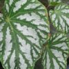 Begonia Freda, pianta da interno