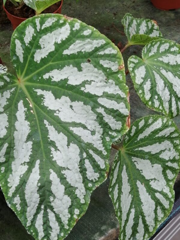 Begonia Freda, pianta da interno