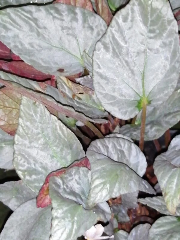 Begonia 'Gay Paree', foto 2