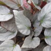 Begonia 'Gay Paree', pianta da interno