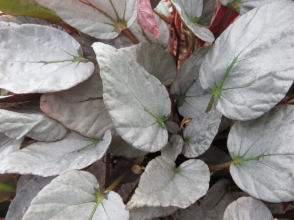 Begonia 'Gay Paree', pianta da interno