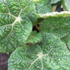 Begonia gehrtii, Irmscher, pianta da interno