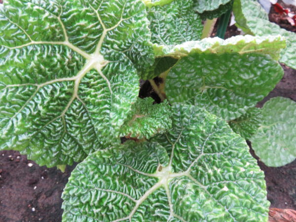 Begonia gehrtii, Irmscher, pianta da interno