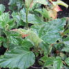 Begonia glabra, pianta da interno