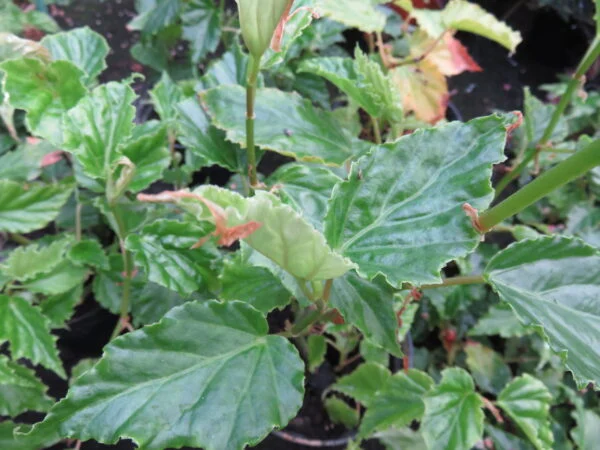 Begonia glabra, pianta da interno