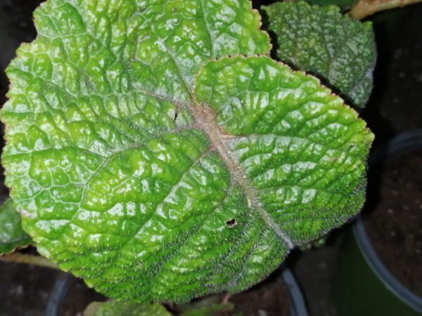 Begonia Gothol, foto 2
