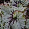 Begonia 'Green Gold', pianta da interno