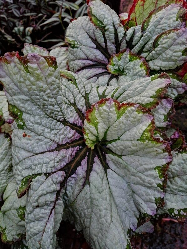Begonia 'Green Gold', pianta da interno
