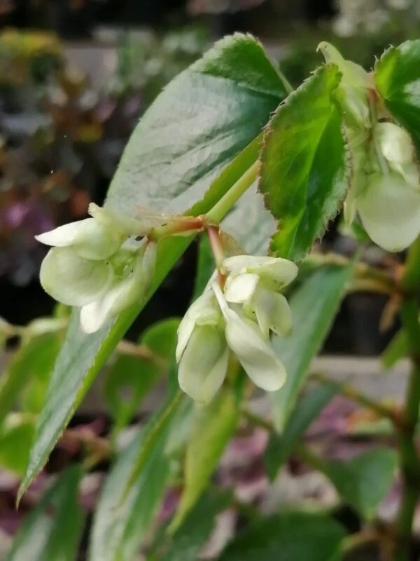 Begonia guaduensis, sin. B. serratifolia, foto 2