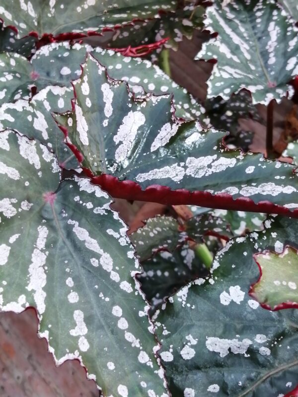 Begonia Guy Savard, foto 3
