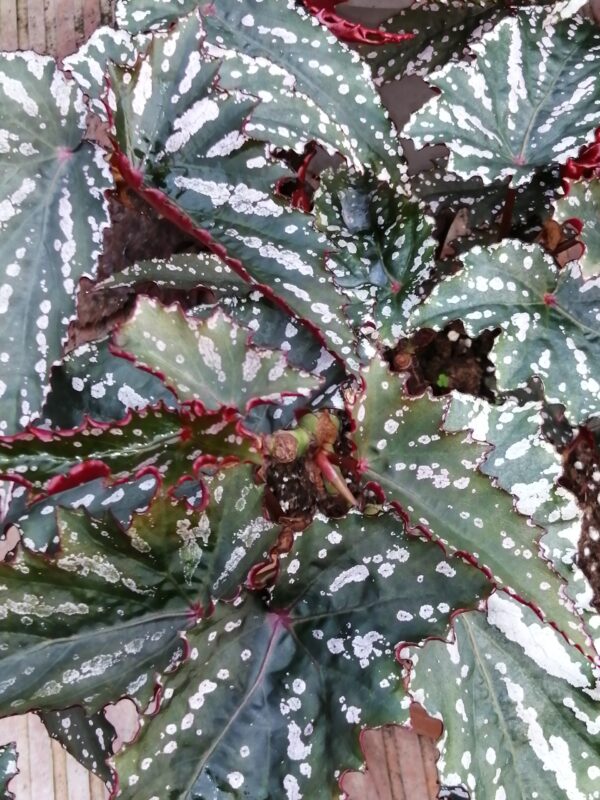 Begonia Guy Savard, foto 2