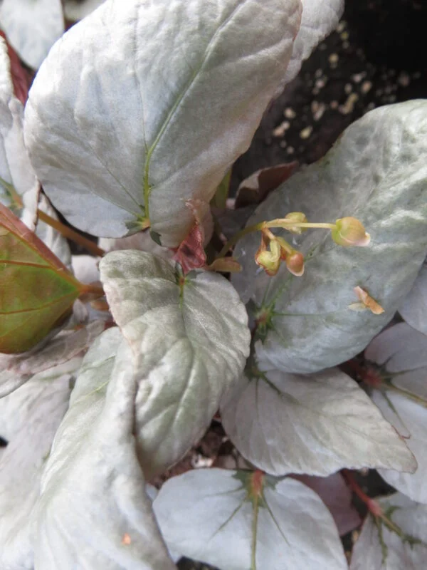 Begonia hatacoa 'Silver', foto 2