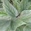 Begonia hatacoa 'Silver', pianta da interno