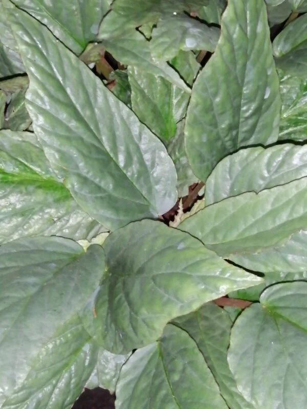 Begonia hatacoa 'Silver', pianta da interno