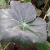 Begonia 'Heracleicotyle' sin. 'Mrs Townsend', pianta da interno