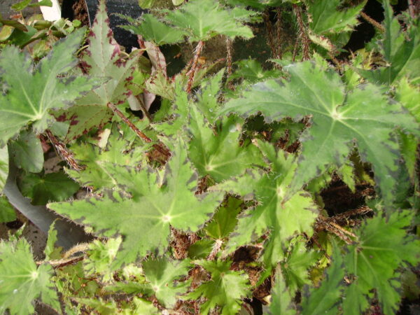 Begonia heracleifolia, foto 2