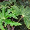Begonia heracleifolia, pianta da interno