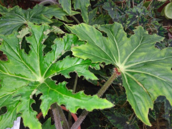 Begonia heracleifolia, pianta da interno