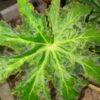 Begonia heracleifolia Nigricans, pianta da interno