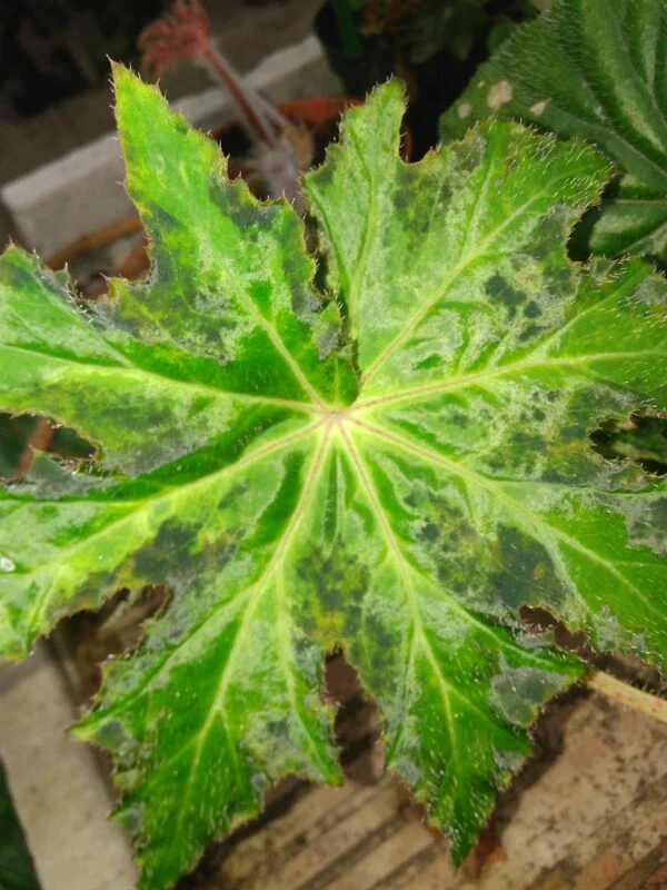 Begonia heracleifolia Nigricans, pianta da interno
