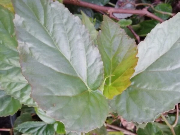 Begonia humbertii, foto 2