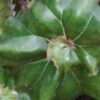 Begonia 'Erythrophylla Helix', pianta da interno