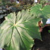 Begonia 'Immense', pianta da interno
