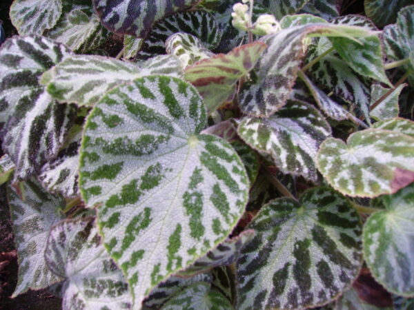 Begonia imperialis, foto 5