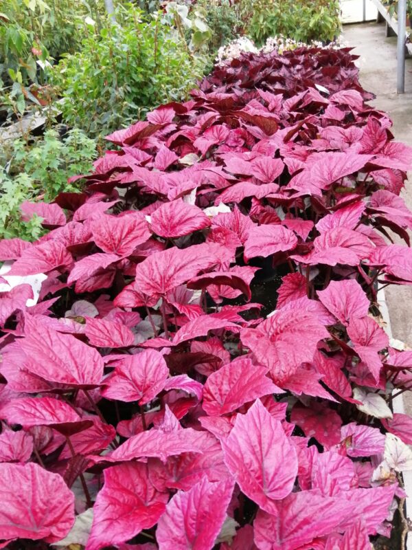 Begonia 'Inca Flame', pianta da interno e da esterno
