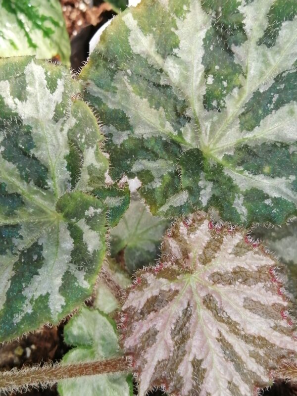 Begonia Inca Night, foto 4