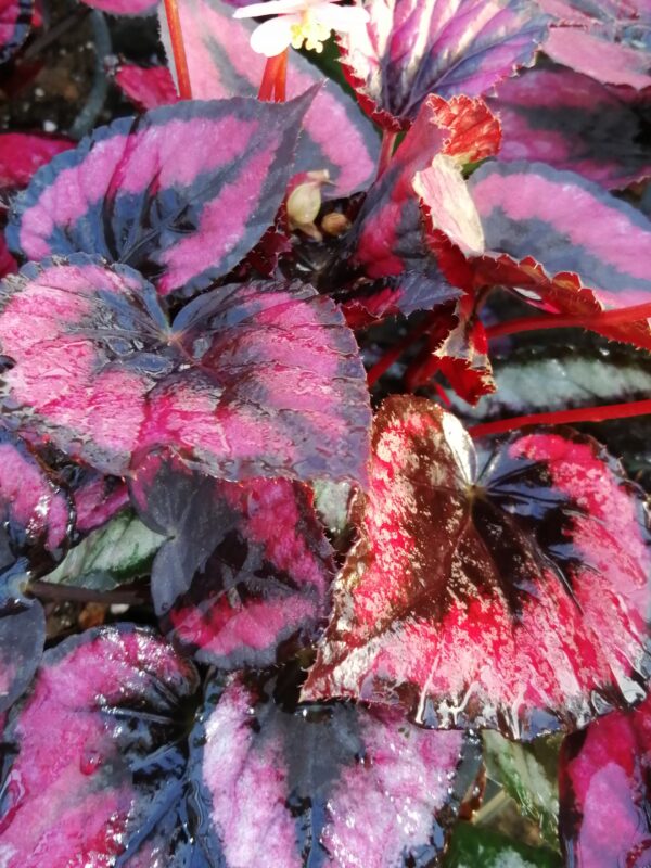 Begonia Inca Night, foto 3