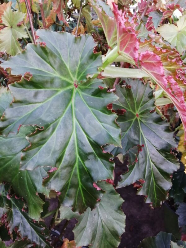 Begonia 'Irene Nuss', foto 2