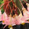 Begonia 'Irene Nuss', pianta da interno