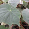 Begonia itaguassuensis, pianta da interno