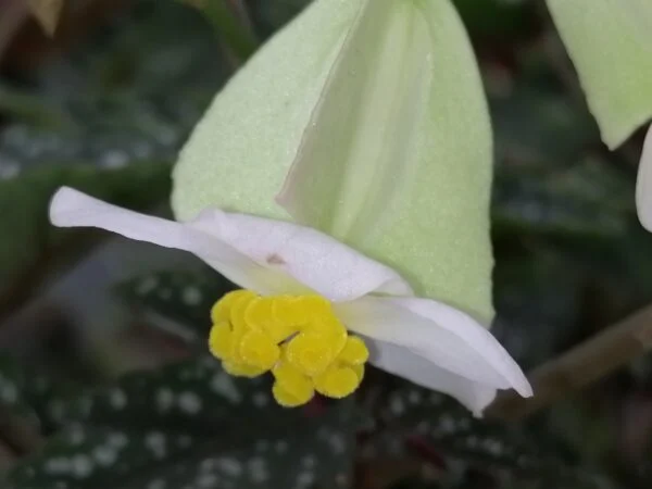 Begonia Izumonokiraboshi, foto 2