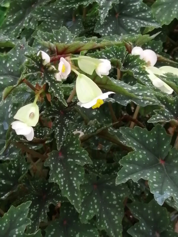 Begonia Izumonokiraboshi, foto 3