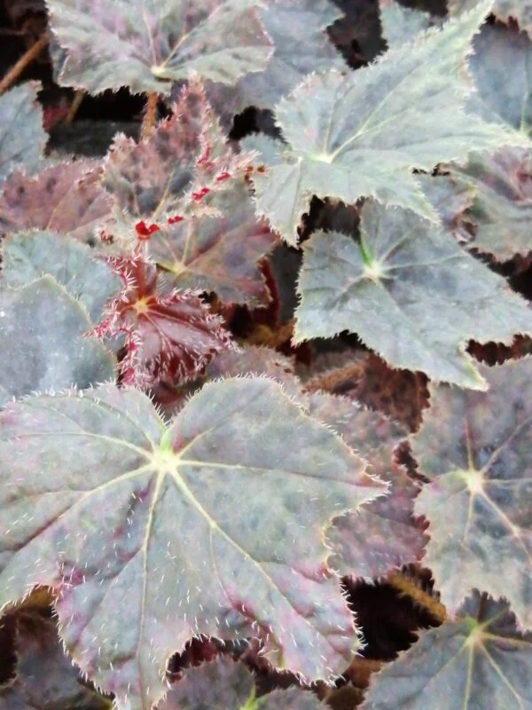 Begonia 'Joe Hayden', foto 2