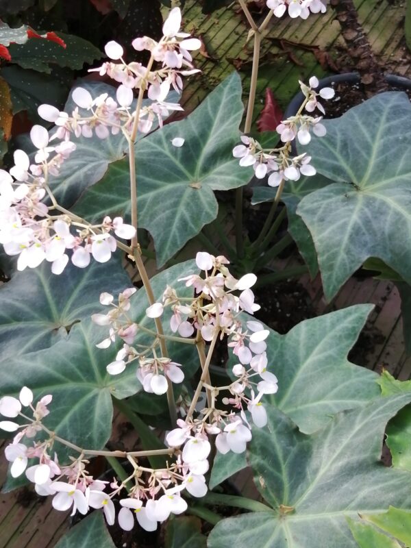 Begonia kenworthyae, foto 5