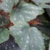 Begonia Kristy, pianta da interno