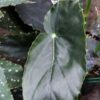 Begonia Cherry Obuena, pianta da interno
