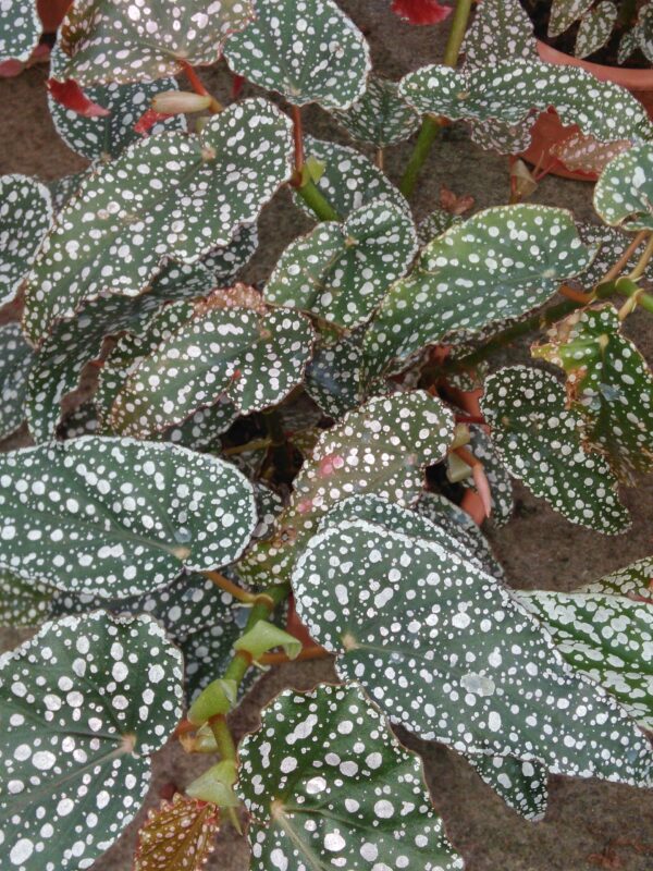 Begonia Lana, foto 9