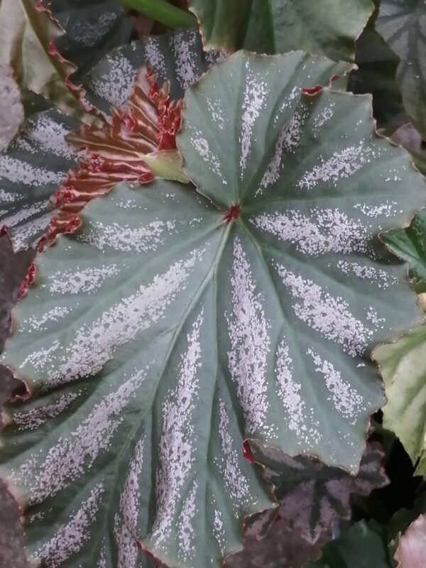 Begonia Lana, foto 2