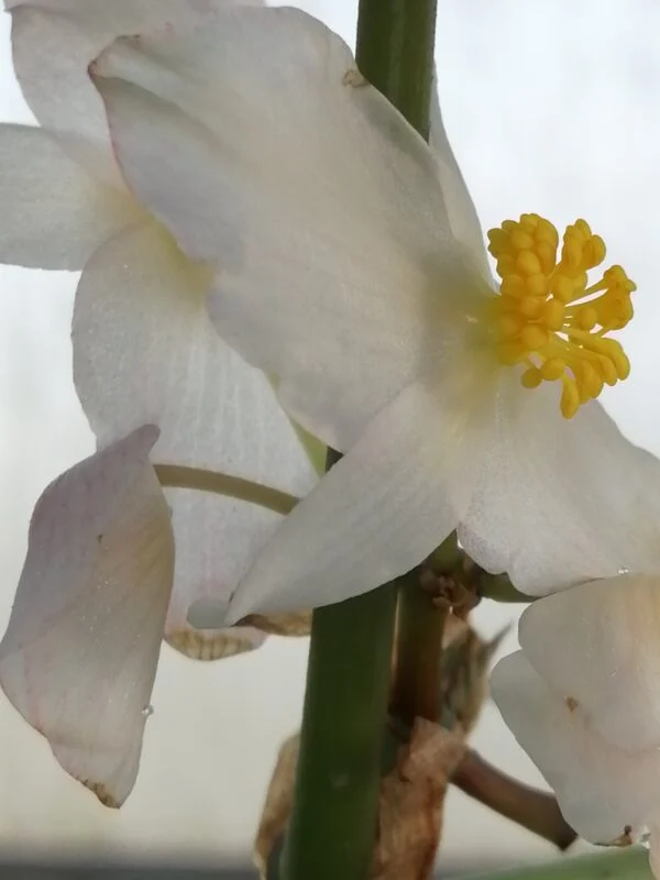 Begonia leathermaniae, sin. Begonia platanifolia var.acuminatissima, foto 2