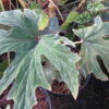 Begonia leathermaniae, sin. Begonia platanifolia var.acuminatissima, pianta da interno
