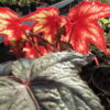Begonia 'Little Brother Montgomery', pianta da interno